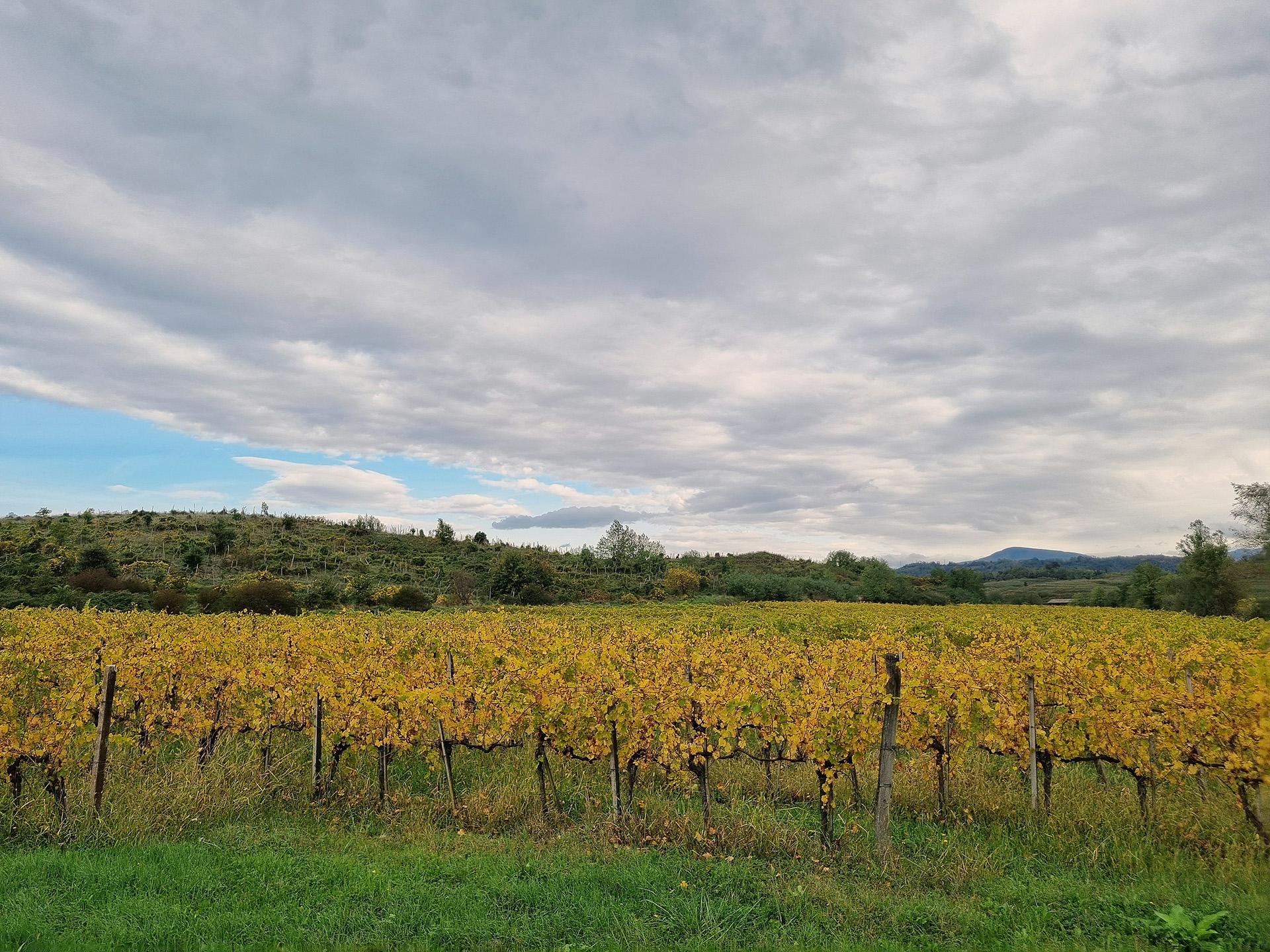 Briški vinogradi