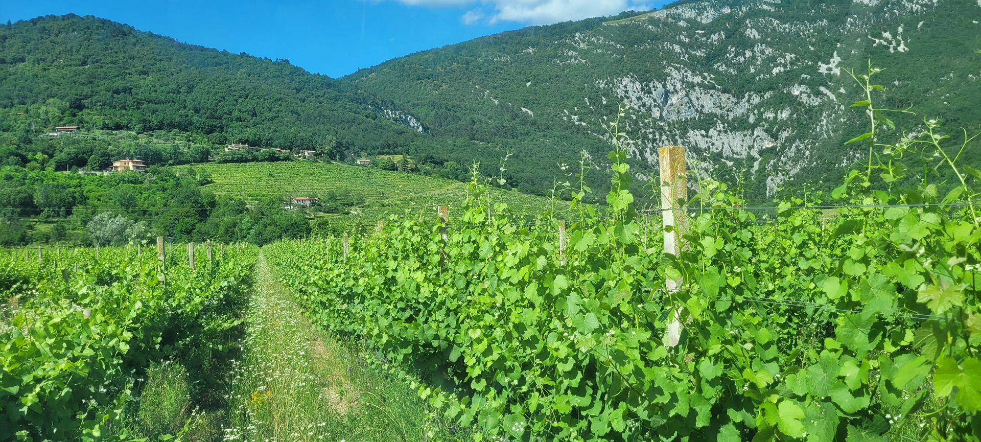 Najpomembnejše se zgodi v vinogradu